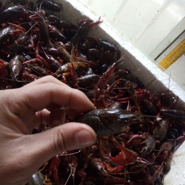 克氏原螯虾小龙虾主养4-6钱（20-30克）食用活虾
