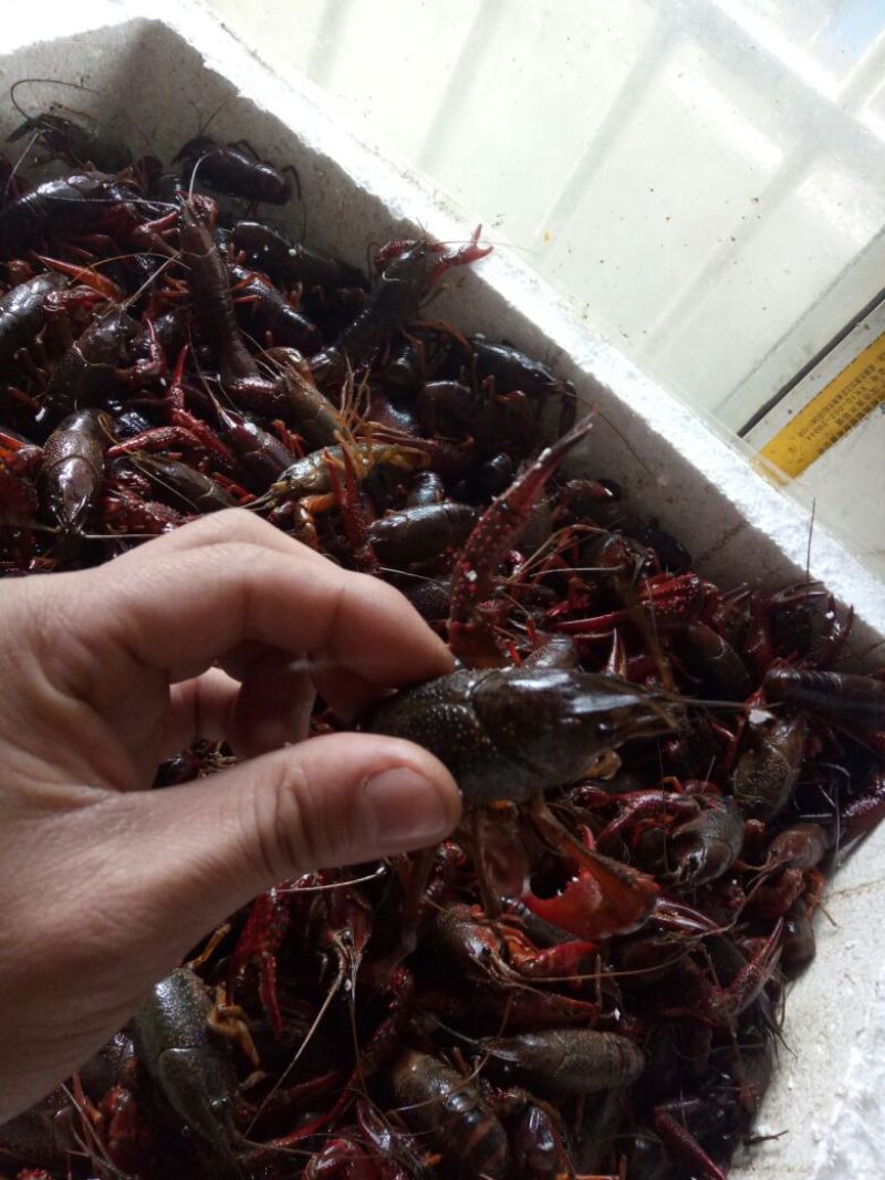 克氏原螯虾小龙虾主养4-6钱（20-30克）食用活虾