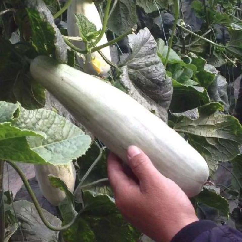 《山东潍坊羊角蜜甜瓜》《羊角脆甜瓜》《山东甜瓜精品甜瓜》