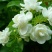 茉莉花盆栽茉莉花山东泰安基地直销各种花木