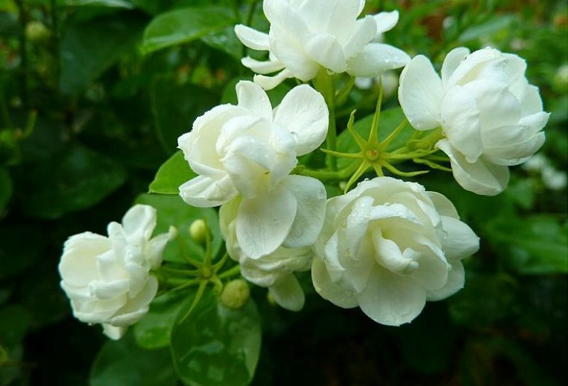 茉莉花盆栽茉莉花山东泰安基地直销各种花木
