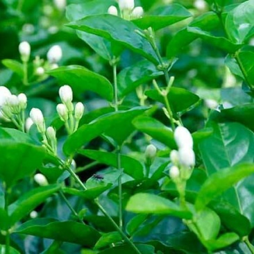 茉莉花盆栽茉莉花山东泰安基地直销各种花木