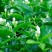 茉莉花盆栽茉莉花山东泰安基地直销各种花木