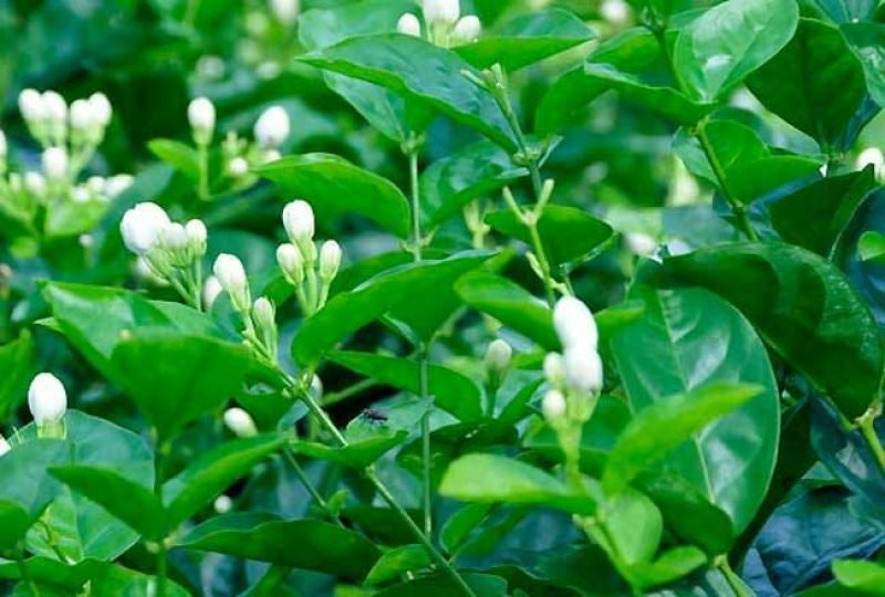 茉莉花盆栽茉莉花山东泰安基地直销各种花木