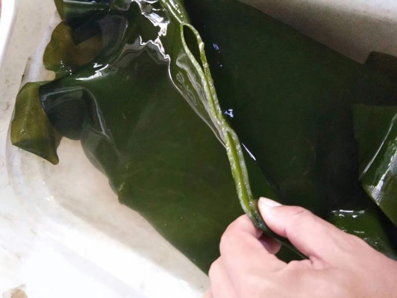 山东海带湿