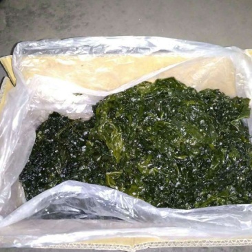 山东海带湿