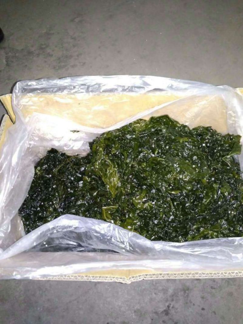 山东海带湿