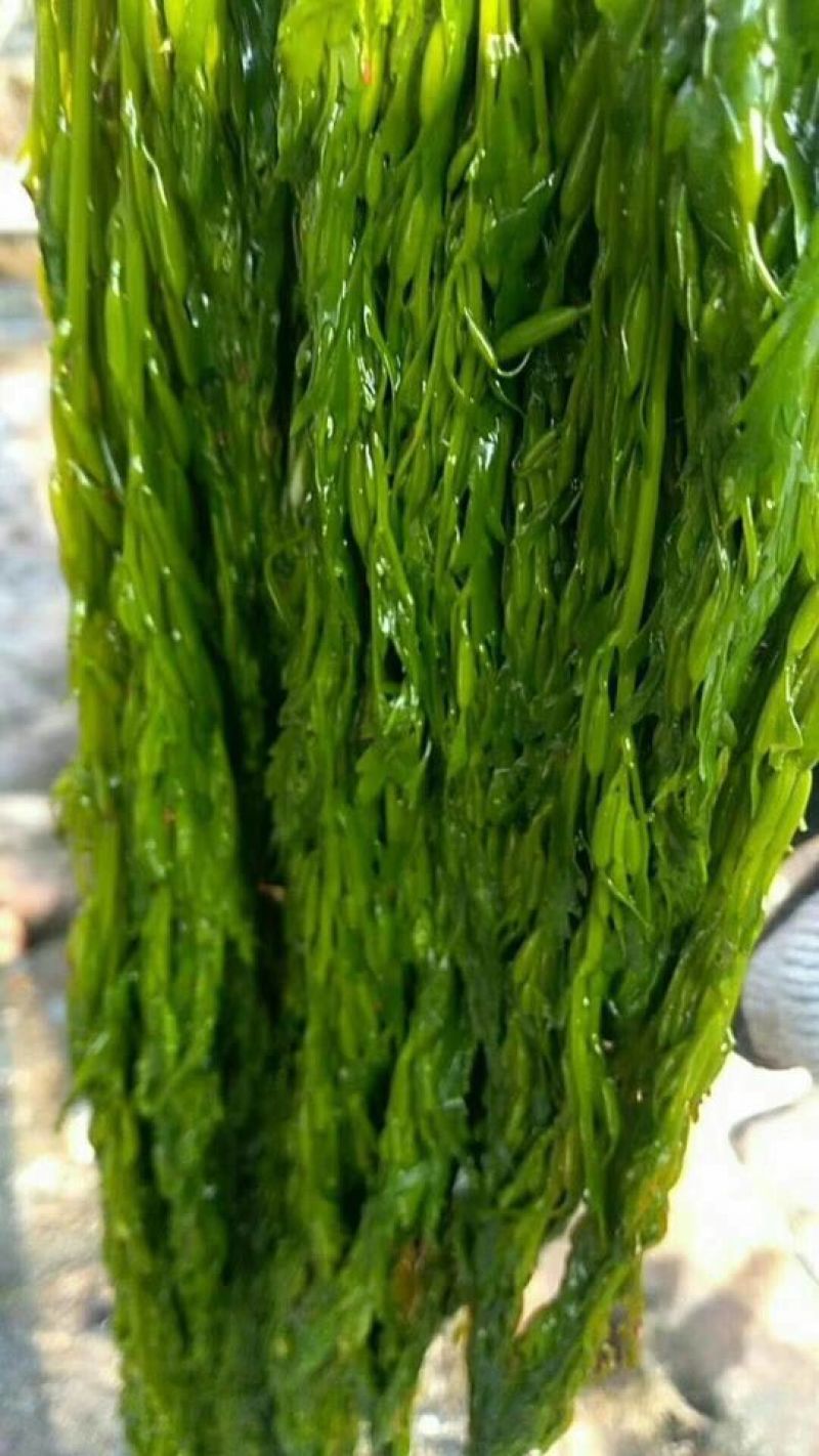 山东海带湿