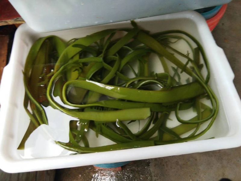 山东海带湿