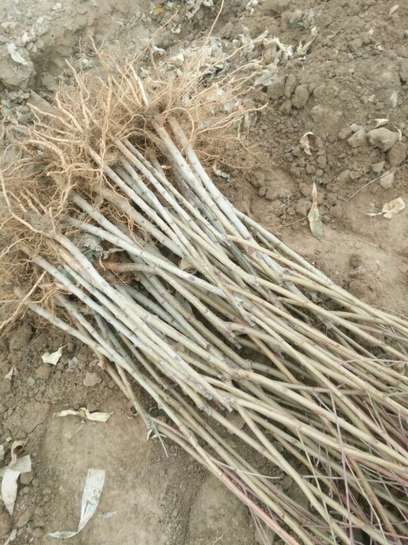 山东正宗黄桃苗圃基地。这里的品种超前。保证质量和纯度！