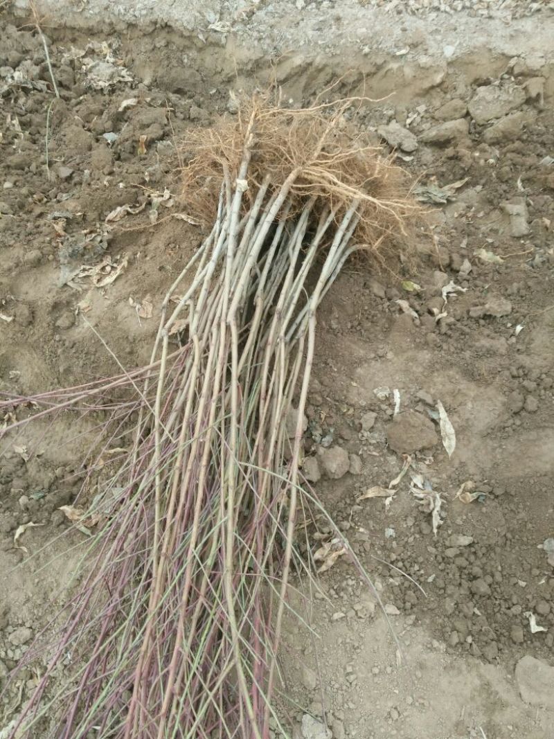 山东正宗黄桃苗圃基地。这里的品种超前。保证质量和纯度！