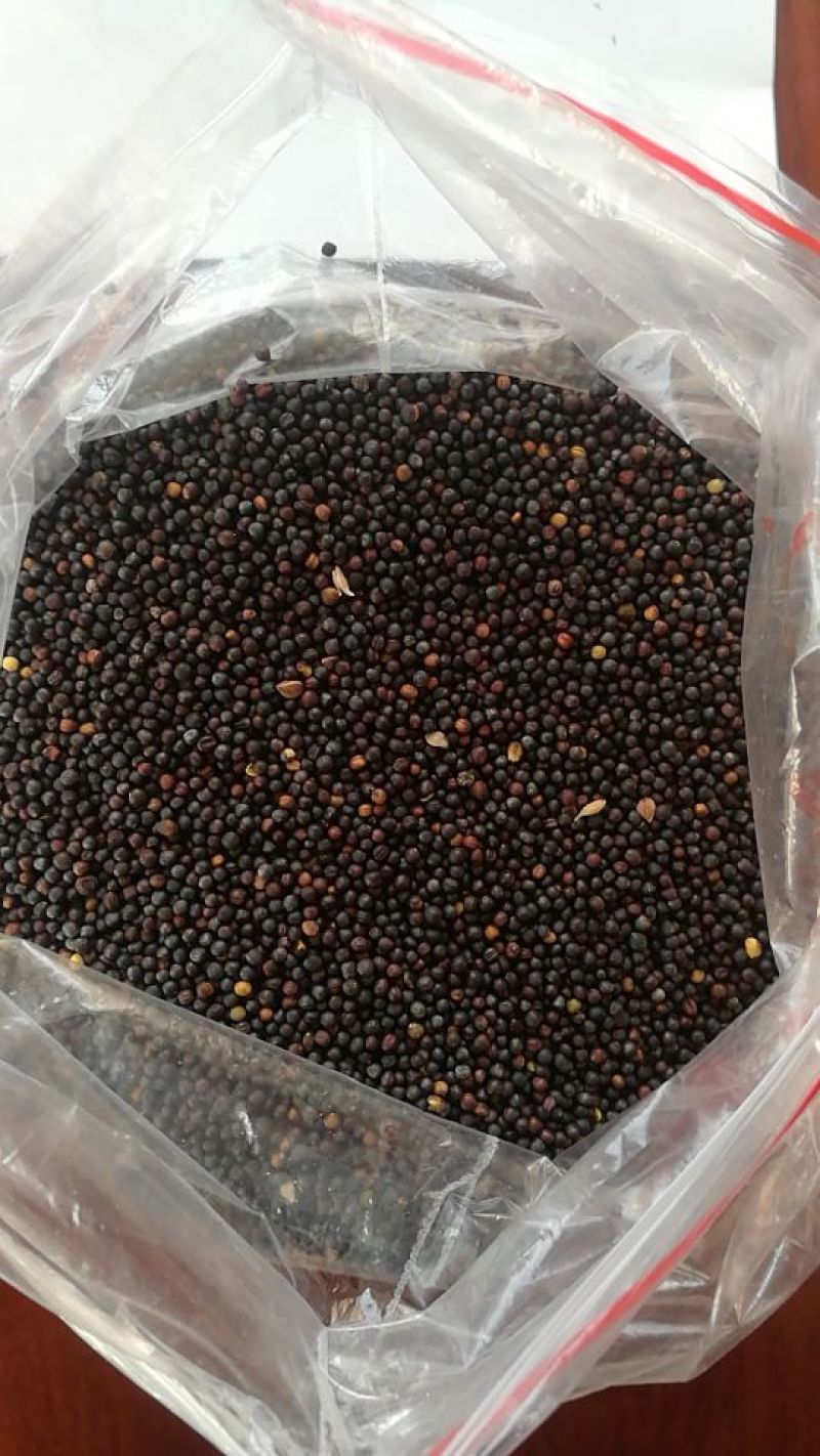油菜籽(俄罗斯进口)40%