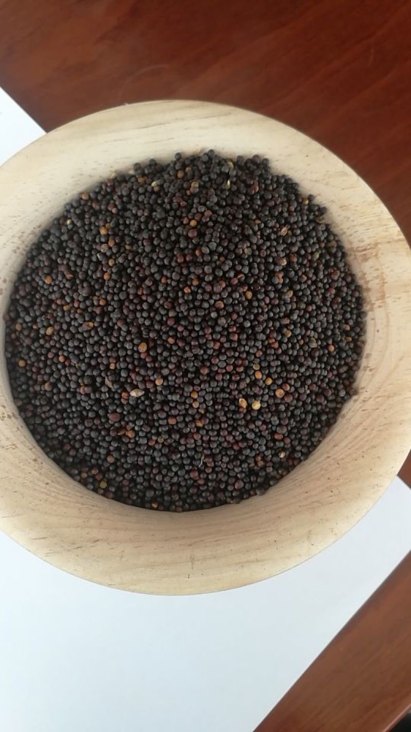 油菜籽(俄罗斯进口)40%