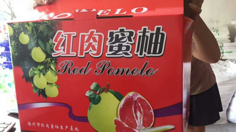 红心柚子苗嫁接2年超大苗