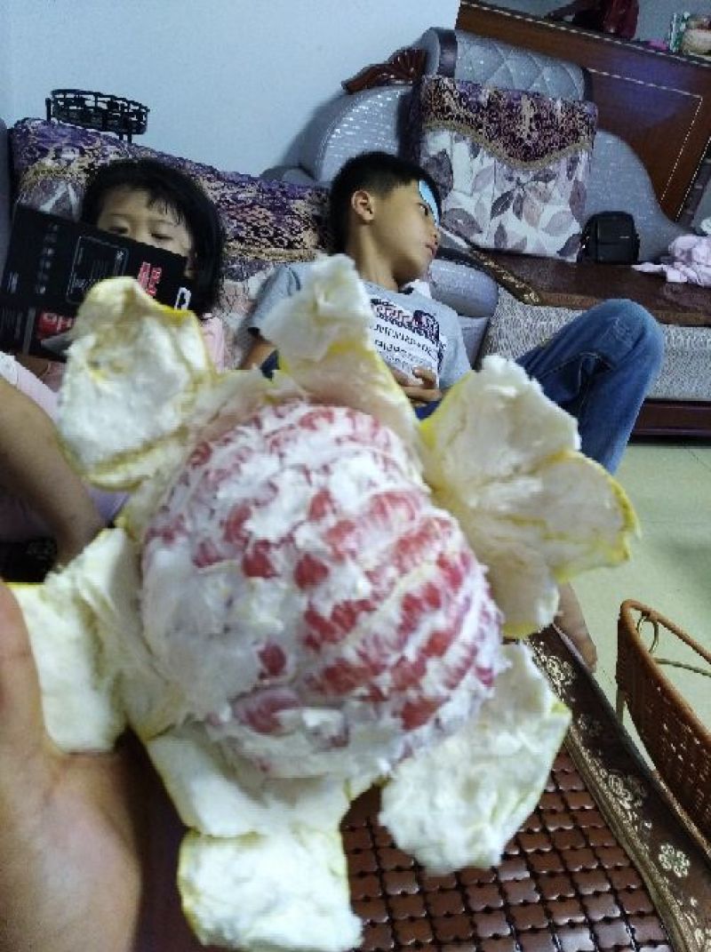 红心柚子苗嫁接2年超大苗