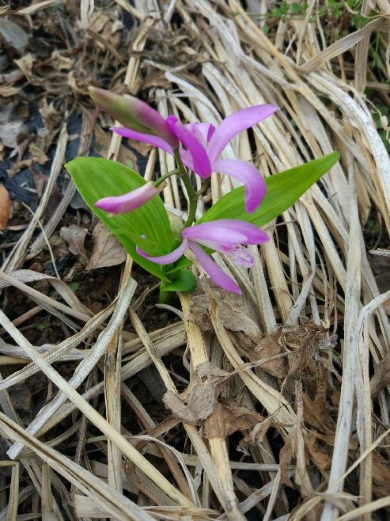 白芨鲜货统货