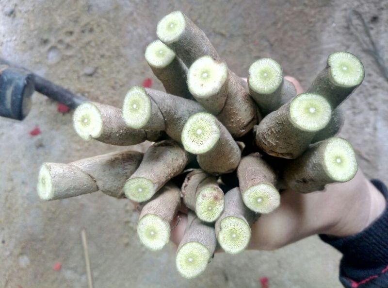 葛根种苗（无渣粉葛苗，免费提供贴心的科学的技术指导）