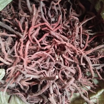 丹参，杂质少，货干，含量高，颜色红