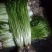 水芹60cm以上