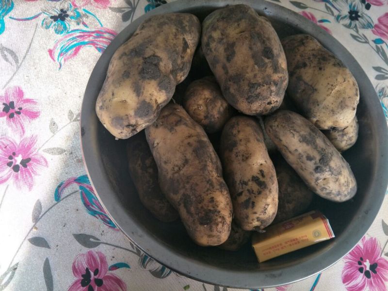 荷兰十五土豆8两以上精品，内蒙牙克石货种薯里特大的
