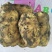 荷兰十五土豆8两以上精品，内蒙牙克石货种薯里特大的