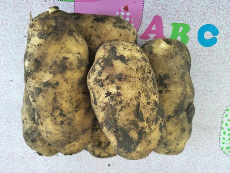 荷兰十五土豆8两以上精品，内蒙牙克石货种薯里特大的
