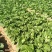 大白菜毛菜4~6斤质量上好。欢迎下单。