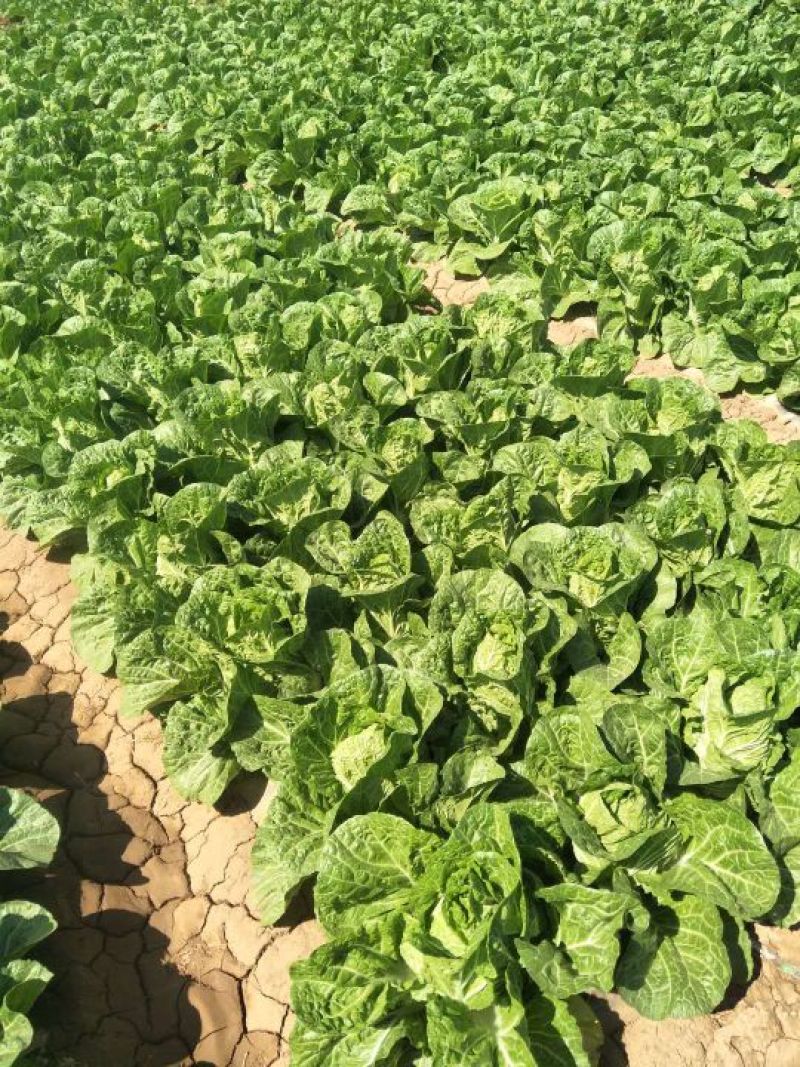 大白菜毛菜4~6斤质量上好。欢迎下单。