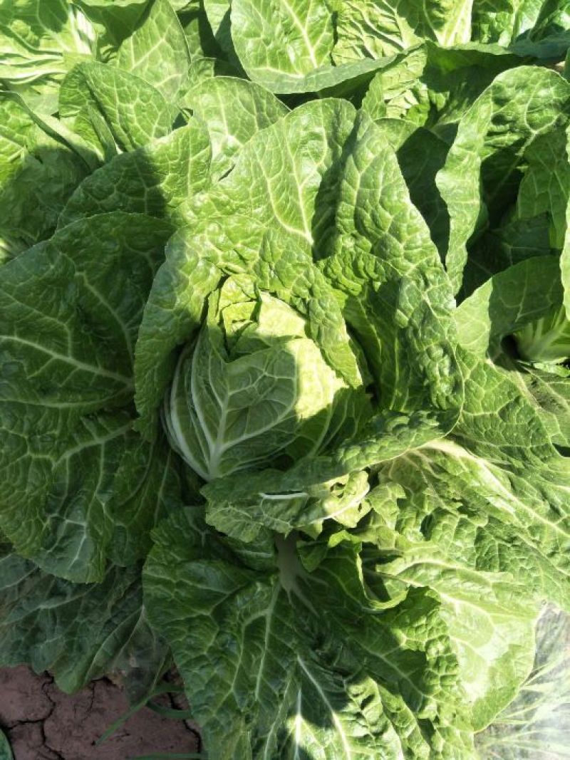 大白菜毛菜4~6斤质量上好。欢迎下单。