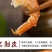 虾干一级