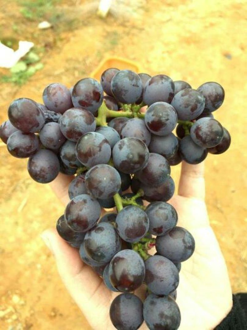 夏黑葡萄苗110~150cm5年