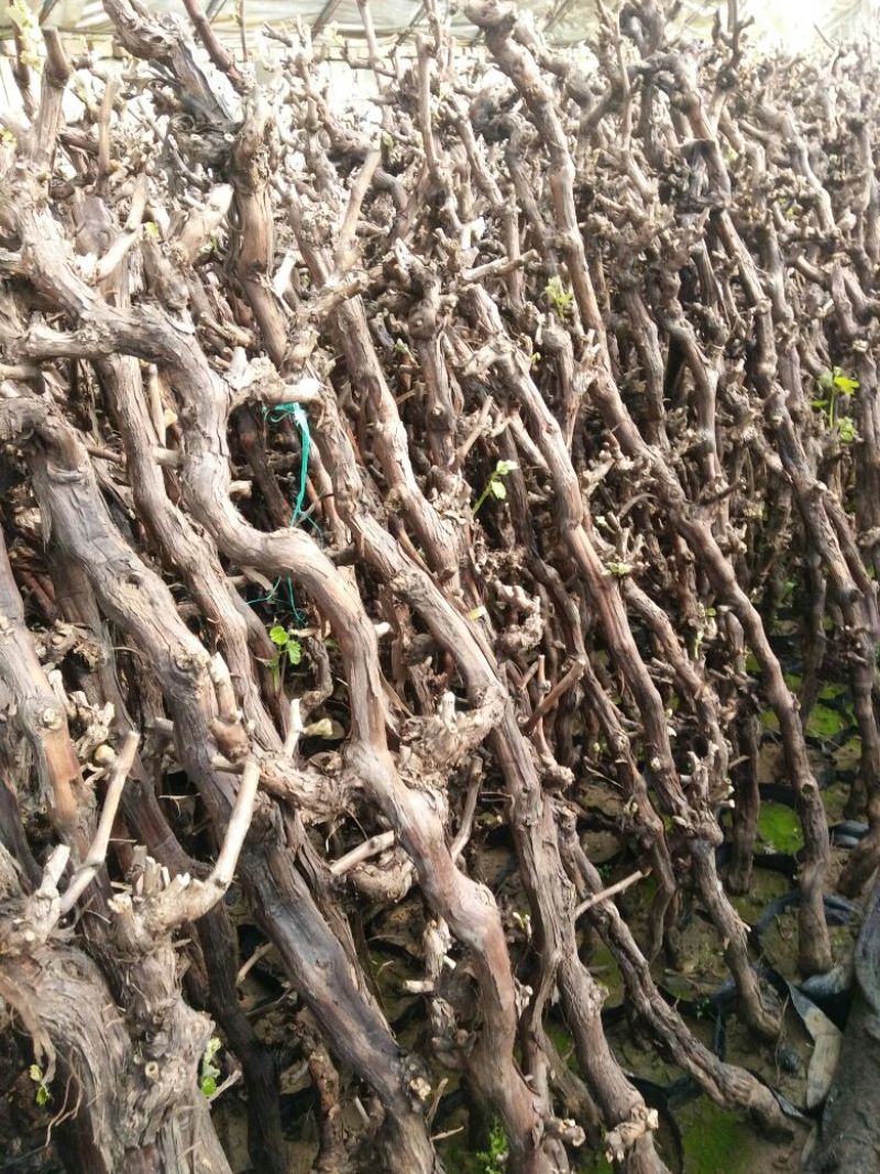 夏黑葡萄苗110~150cm5年