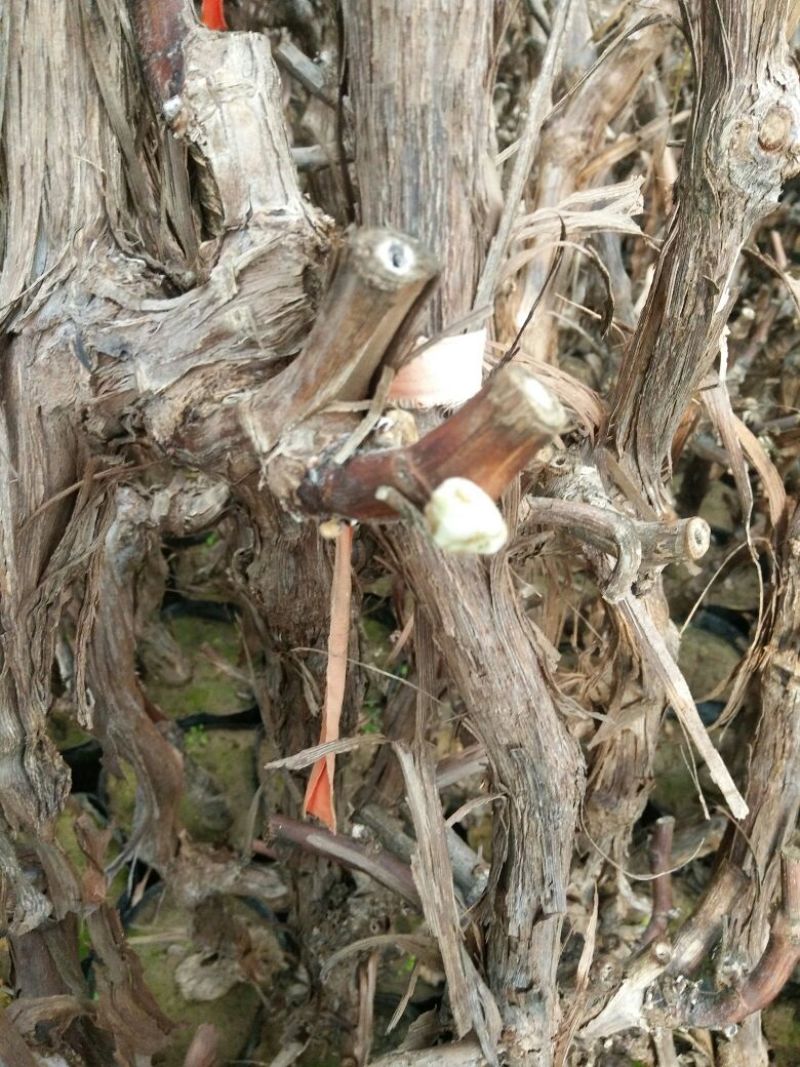 夏黑葡萄苗110~150cm5年