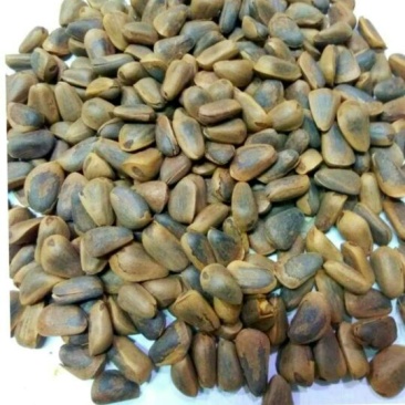 东北松子质量好，口感佳，籽粒饱满，5斤包邮