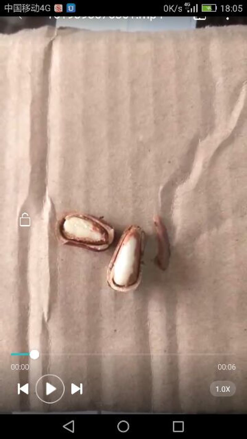 东北松子质量好，口感佳，籽粒饱满，5斤包邮