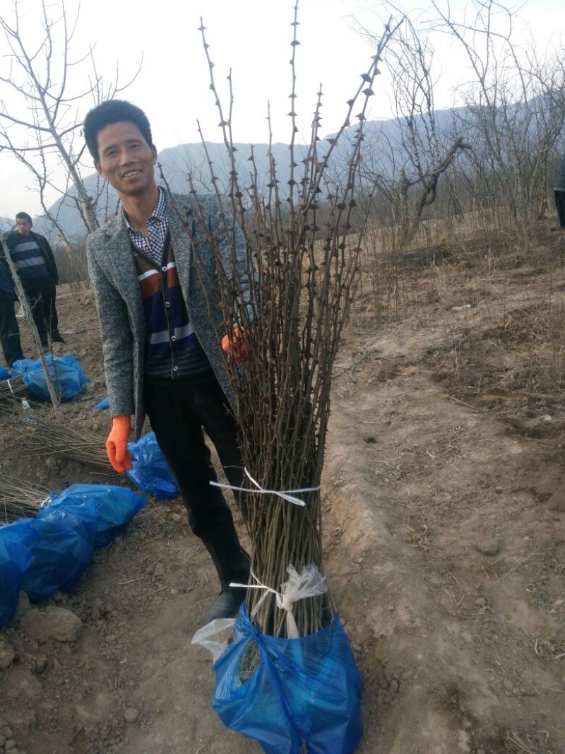 花椒苗1~2年