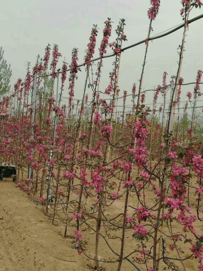 红肉苹果树苗正宗红肉苹果苗