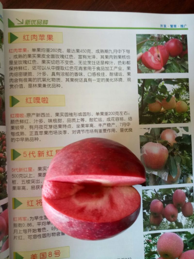 红肉苹果树苗正宗红肉苹果苗