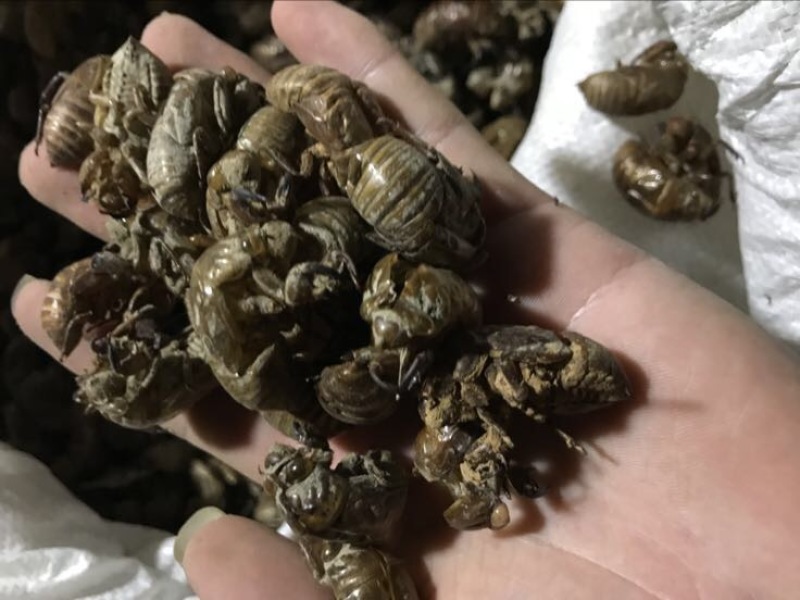蝉蜕统货大量出售，来大老板长期合作