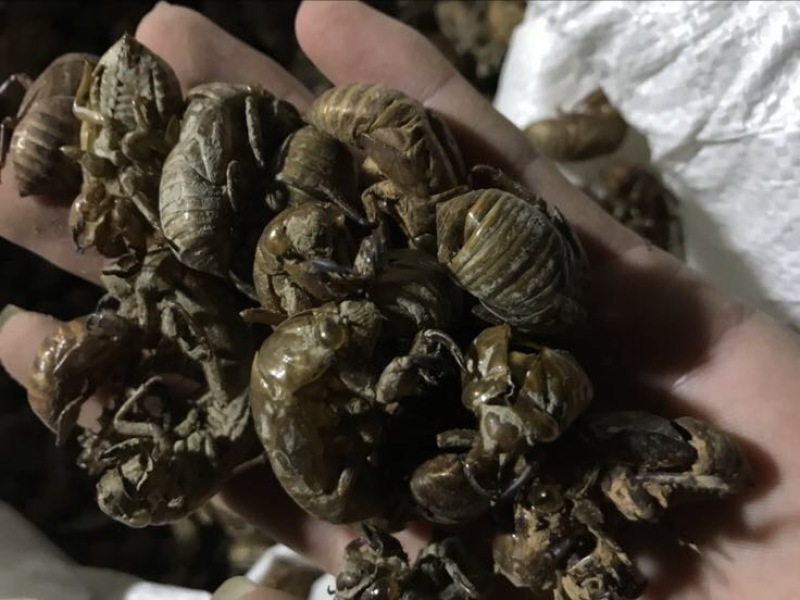 蝉蜕统货大量出售，来大老板长期合作