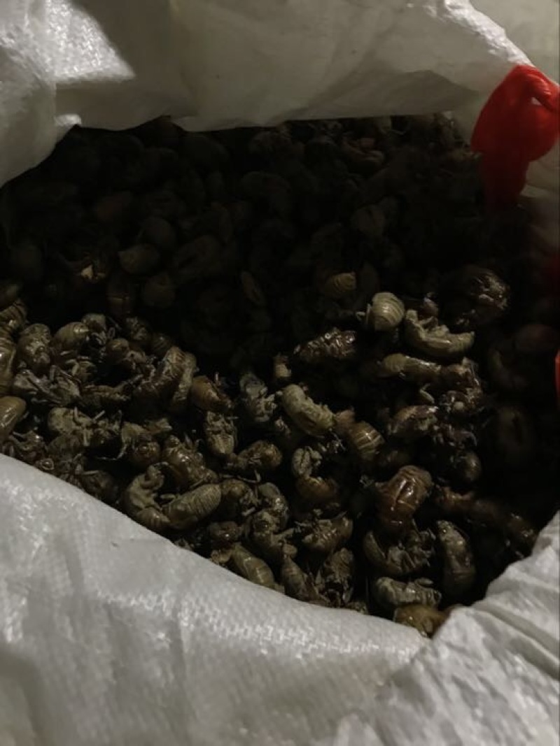 蝉蜕统货大量出售，来大老板长期合作