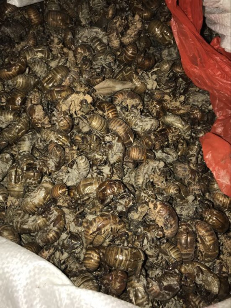 蝉蜕统货大量出售，来大老板长期合作