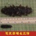海刺参食用淡干
