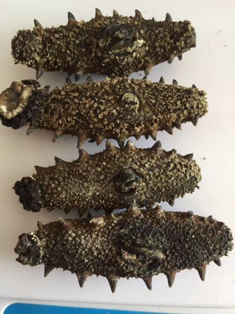 海刺参食用淡干