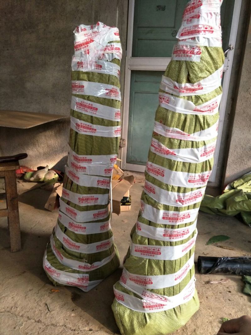 柿子树苗质量保证，成活率高苗圃直销包技术指导