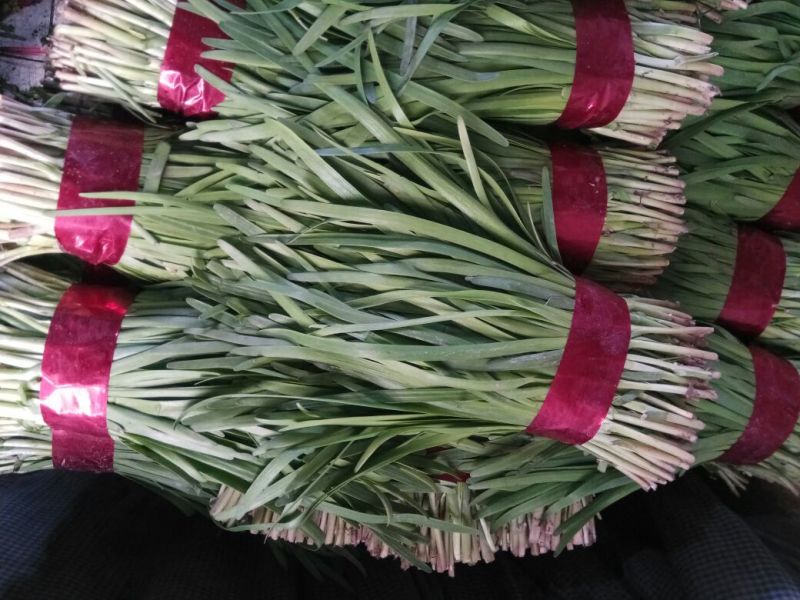 汉中韭菜头茬质量优