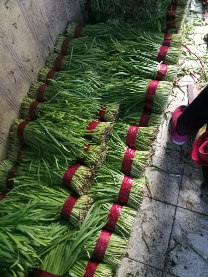 汉中韭菜头茬质量优