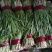 汉中韭菜头茬质量优