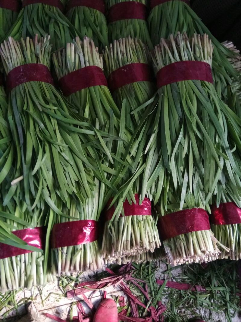 汉中韭菜头茬质量优