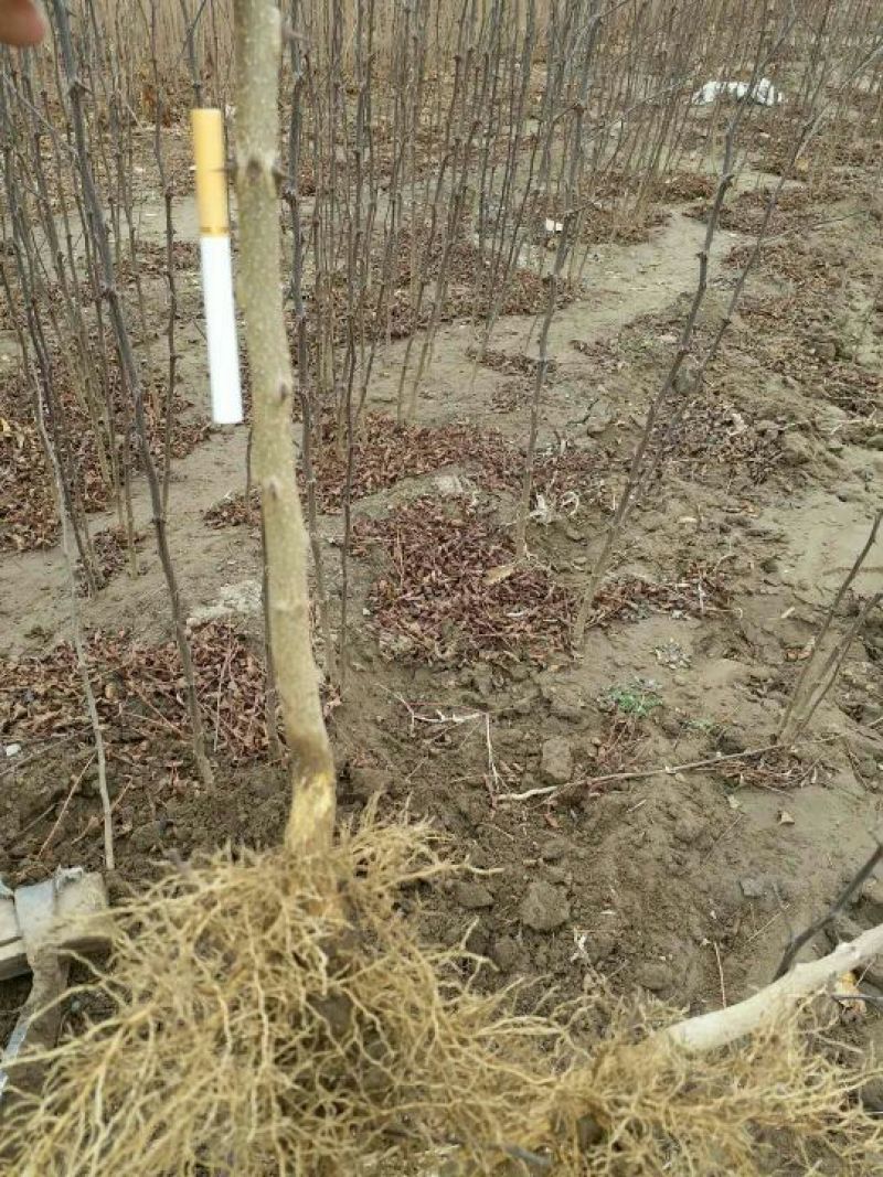 大红袍花椒苗，现挖现发，保湿发货，规格齐全